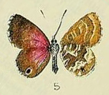 CyclyriusJunoButler1896.JPG