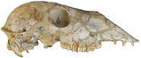 File:Hemiauchenia macrocephala skull.png