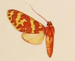 Hyponerita similis.JPG