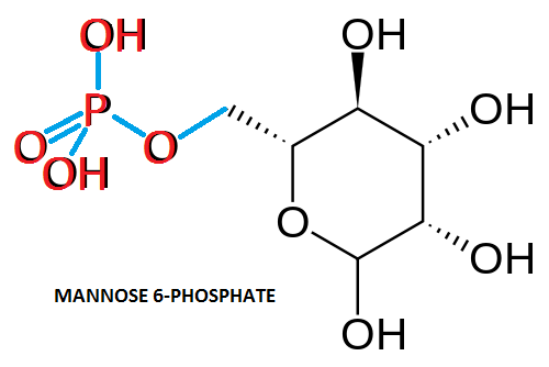 File:Mannose-6-phosphate.png