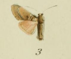 03-Aiteta acutipennis Strand, 1915.JPG