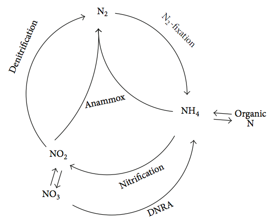File:The nitrogen cycle Arrigo.png