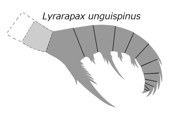 File:20191221 Radiodonta frontal appendage Lyrarapax unguispinus.png