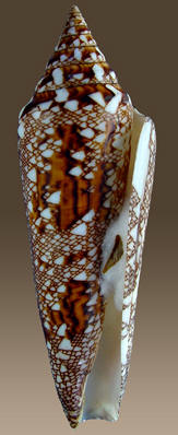 Conus bengalensis 3.jpg