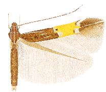 Cosmopterix magophila.JPG