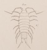 Crustacea (Maididea, Pl. 48) (7929793366) (Fig 8a).jpg