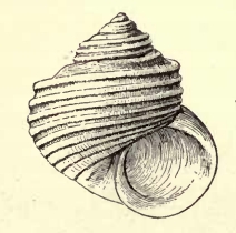 Haplocochlias bellus 001.jpg