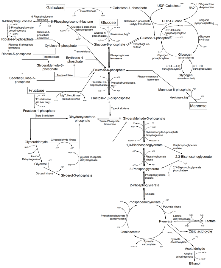 Metabolism of common monosaccharides, and related reactions.png