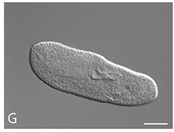 Paramecium biaurelia.jpg