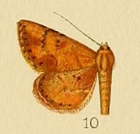 Pl.155-10-Cerynea ignealis Hampson, 1910.JPG