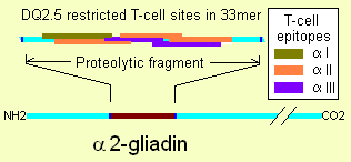 File:A2-gliadin-33mer.png