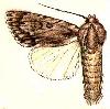 Acronicta longa.JPG