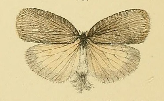 File:Adelidoria glauca by William Forsell Kirby 1891.jpg