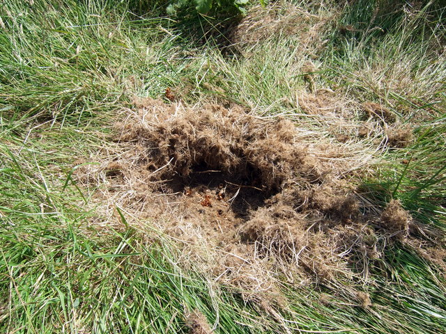 File:Catastrophe for the bumblebees - geograph.org.uk - 899562.jpg