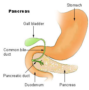 File:Illu pancrease.jpg