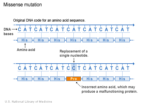 File:Missense Mutation Example.jpg