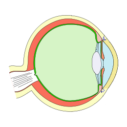File:Simple diagram of the human eye.png