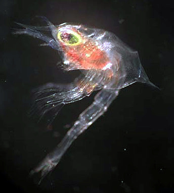 File:Zoea-stage larva (king crab - Paralithodes platypus).jpg