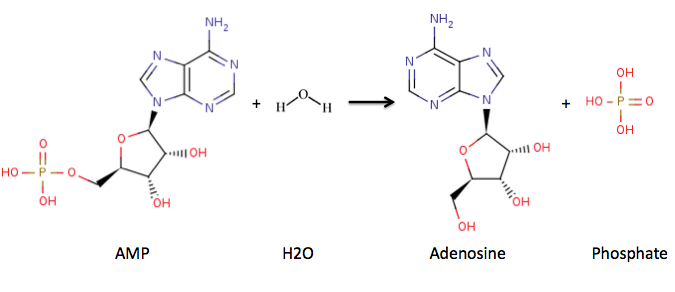 File:AMP to Adenosine 5'nucleotidase catalyzed reaction.png
