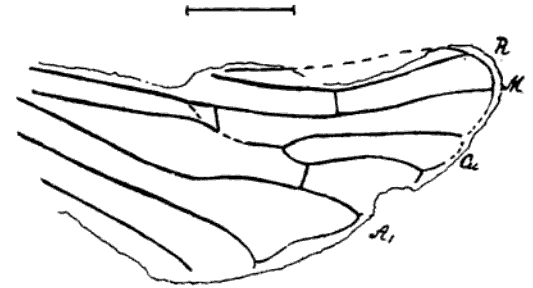 File:Aphrophora angusta Handlirsch 1910 Fig36 cropped.png