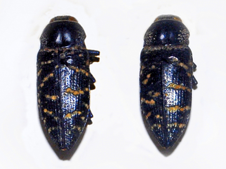 File:Buprestidae - Lampetis dilaticollis.JPG