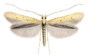 Caloptilia roscipennella.JPG