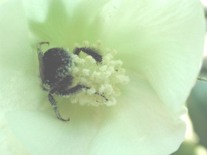 File:Cotton pollination 5892.JPG