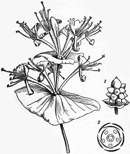 File:EB1911 Caprifoliaceae - Flowering shoot of Lonicera Caprifolium.jpg