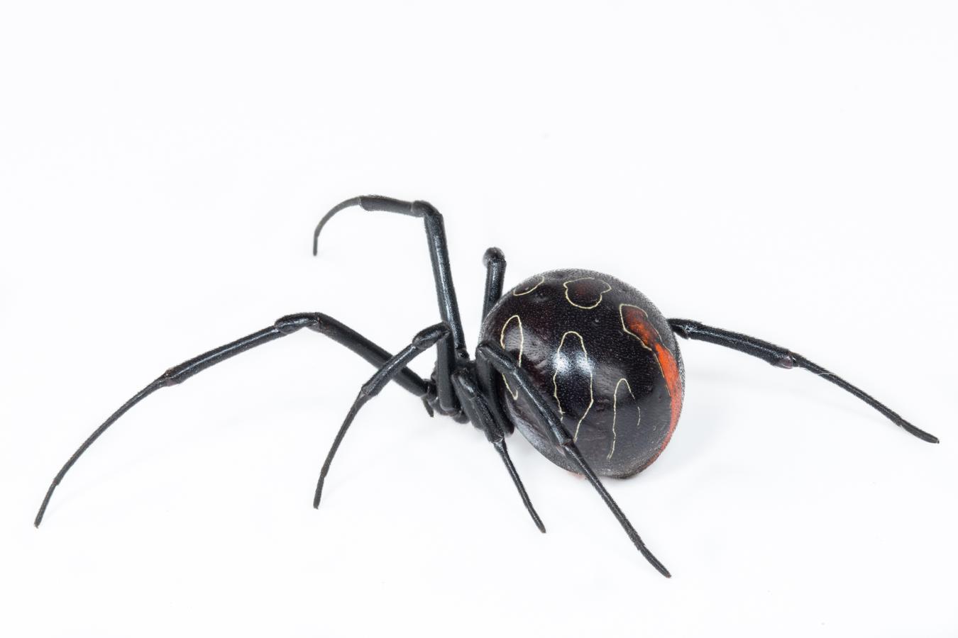 File:latrodectus Umbukwane - Adult Female, Showing Dorsal Markings.jpg 