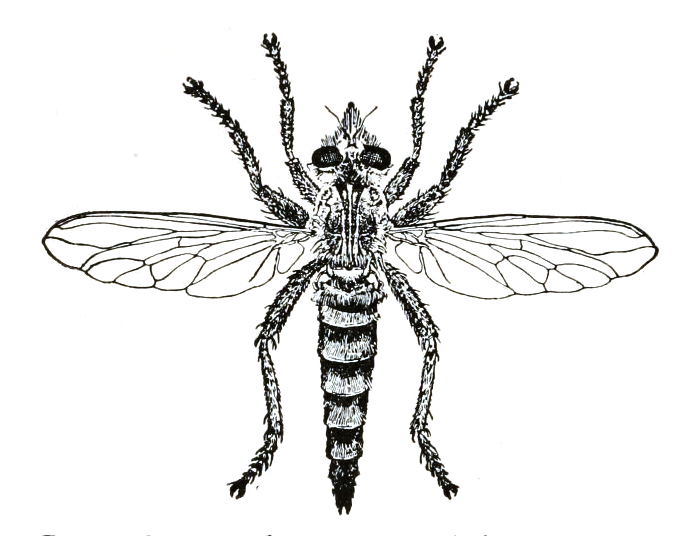 File:Promachus vertebratus 1908.jpg