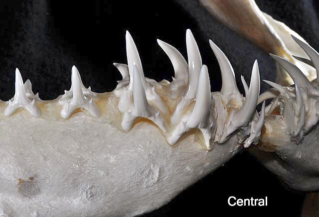 File:Carcharias taurus central teeth2.jpg
