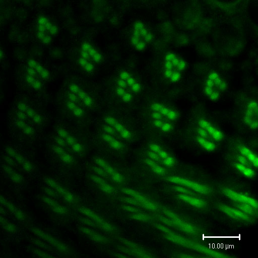 File:Expression of Rhodopsin-1 in Drosophila eye.jpg