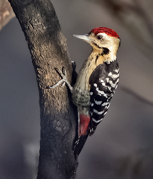 File:Fulvous-breasted Woodpecker (Dendrocopos macei) at Kolkata I IMG 3848.jpg