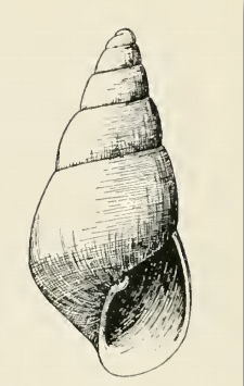 Odostomia donilla 001.png