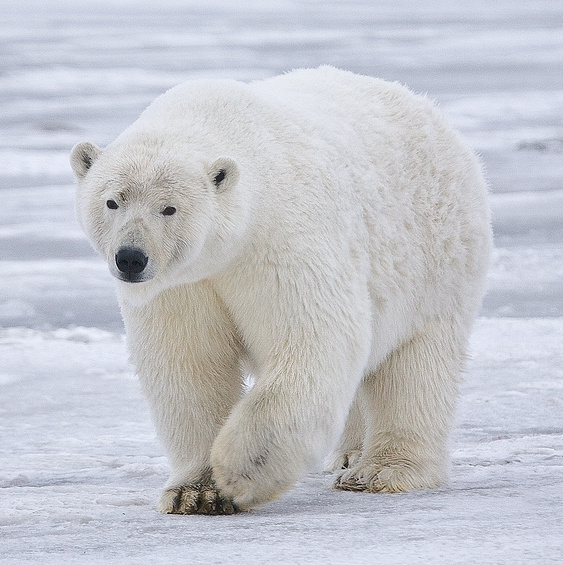 File:Polar Bear - Alaska (cropped).jpg