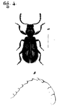 1844 - Spinola - Muisca bitaeniata.jpg