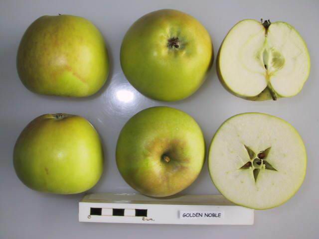 File:Cross section of Golden Noble, National Fruit Collection (acc. 1974-407).jpg