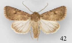 Protorthodes alfkenii male.jpg