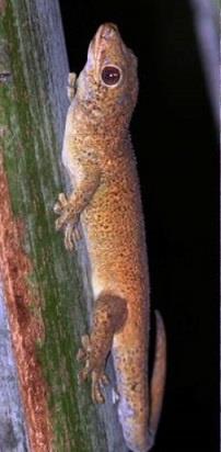 Seychelles Bronze gecko (1).jpg