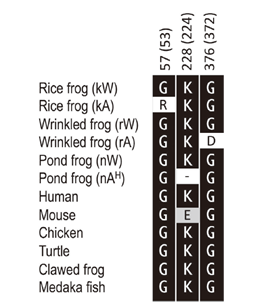 File:Substituted amino acids of tyrosinase in albino frogs.png