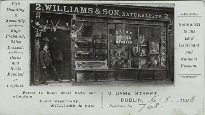 File:Williams & Son, Naturalists, Dublin, 1908.jpg