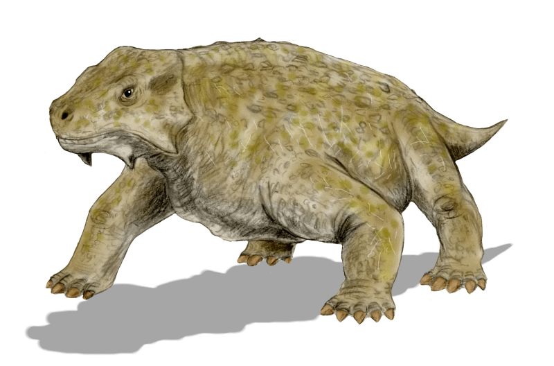 File:Bradysaurus BW.jpg