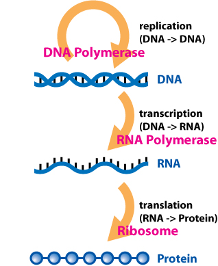 File:Central Dogma of Molecular Biochemistry with Enzymes.jpg
