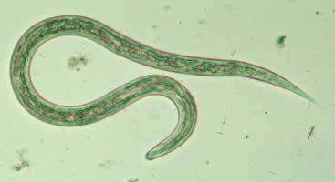 File:Hookworm larvaG.jpg