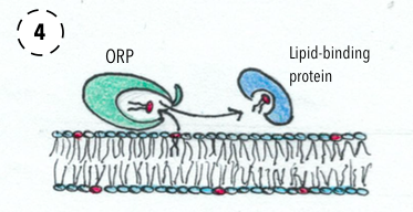 File:OSBP-ORPs Function 4.png
