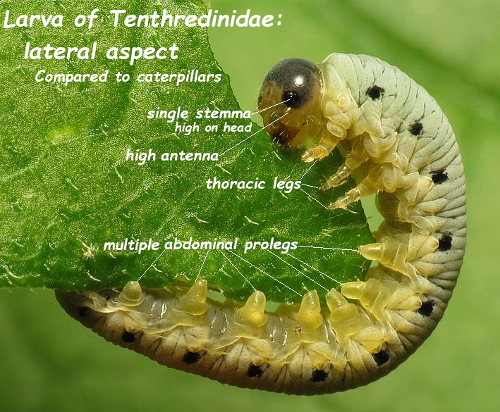 File:Sawfly Larva treegrow annotated with anatomical terms.jpg