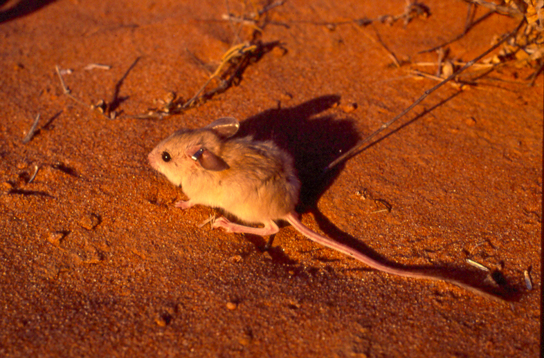 File:Adult Dusky Hopping Mouse (Notomys fuscus).jpg