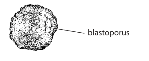 File:Character B1. Blastoporus (V02a).png