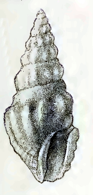 Neodrillia euphanes 001.jpg