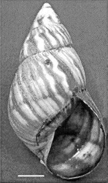 Orthalicus undatus jamaicensis shell.jpg
